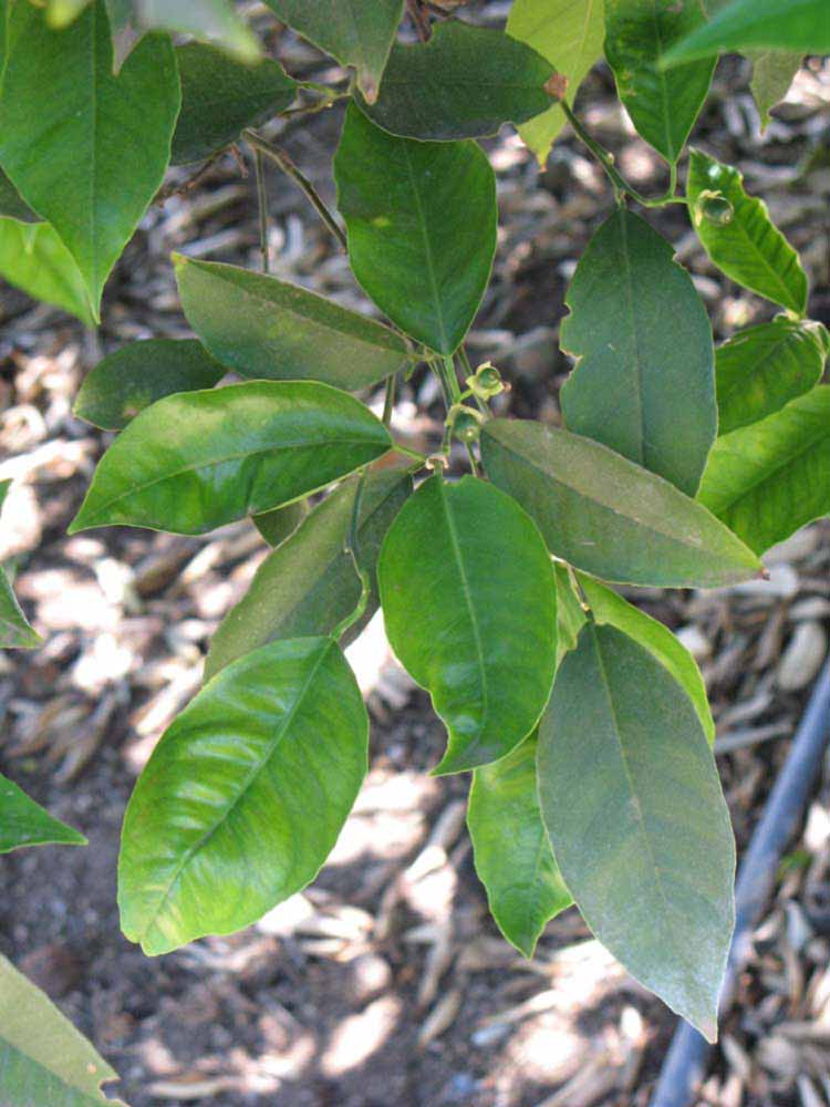              Shade leaves (Riverside, CA)       